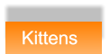 Kittens  Kittens