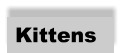 Kittens  Kittens